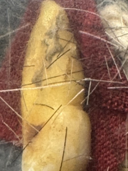 พระทันตธาตุครูบาดวงดี วัดท่าจำปี จ.เชียงใหม่ ร.ต.อ.พิทักษ์ ได้มาจากอดีตพ่อกำนันคม อายุ 72 ปี เคยเป็นกำนันใน อ.ดอยหล่อ จ.เชียงใหม่ ระหว่าง ปี 2552-2560 พ่อกำนันคม เป็นลูกศิษย์ครูบาดวงดี วัดท่าจำปี พ่อกำนันได้รับพระทันนตธาตุนี้มาเมื่อปี 2553