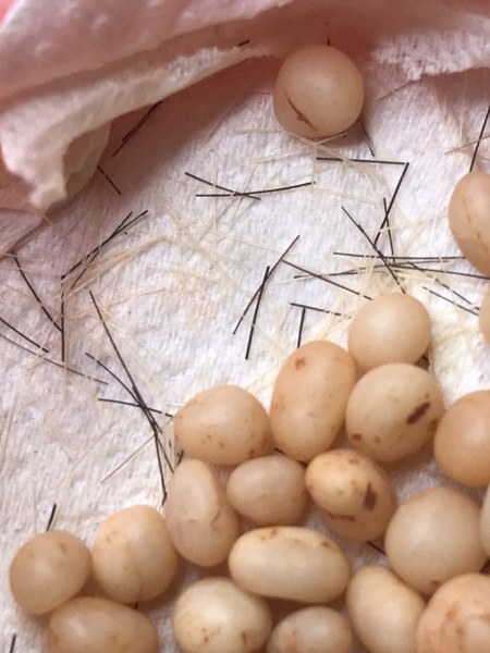 พระเกศาแลพระธาตุข้าวบิณฑ์ หลวงปู่ ครูบาชัยยะวงศา วัดพระพุทธบาทห้วยต้ม ชุดนี้ได้มาจากชาวกะเหรี่ยงรุ่นลูกละแวก วัดพระพุทธบาทห้วยต้ม เก็บมาสมัยคุณ พ่อ ตอนนี้คุณพ่อเจ้าของเดิมท่านสิ้นไป