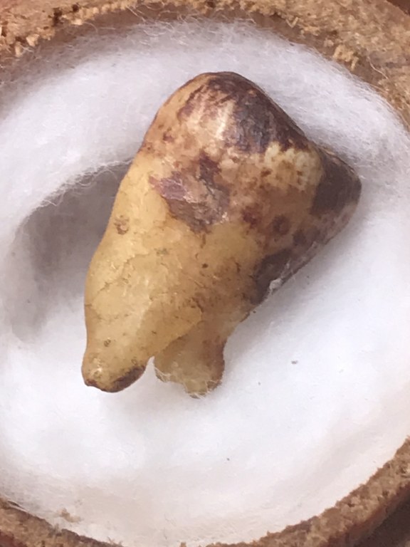 พระทันตธาตุครูบาเหมย วัดศรีดงเย็น อ.ไชยปราการ จ.เชียงใหม่ พระทันตธาตุองค์นี้ได้มาจากลุงวิทูรย์ อายุ 82 ปี อดีตเคยเป็นครูสอนโรงเรียนไชยปราการ คุณครูท่านเป็นลูกศิษย์ครูบาคำเหมย ตั้งแต่ปี 2525 ท่านได้รับจากมือครูบาเหมย เมื่อปี 2529