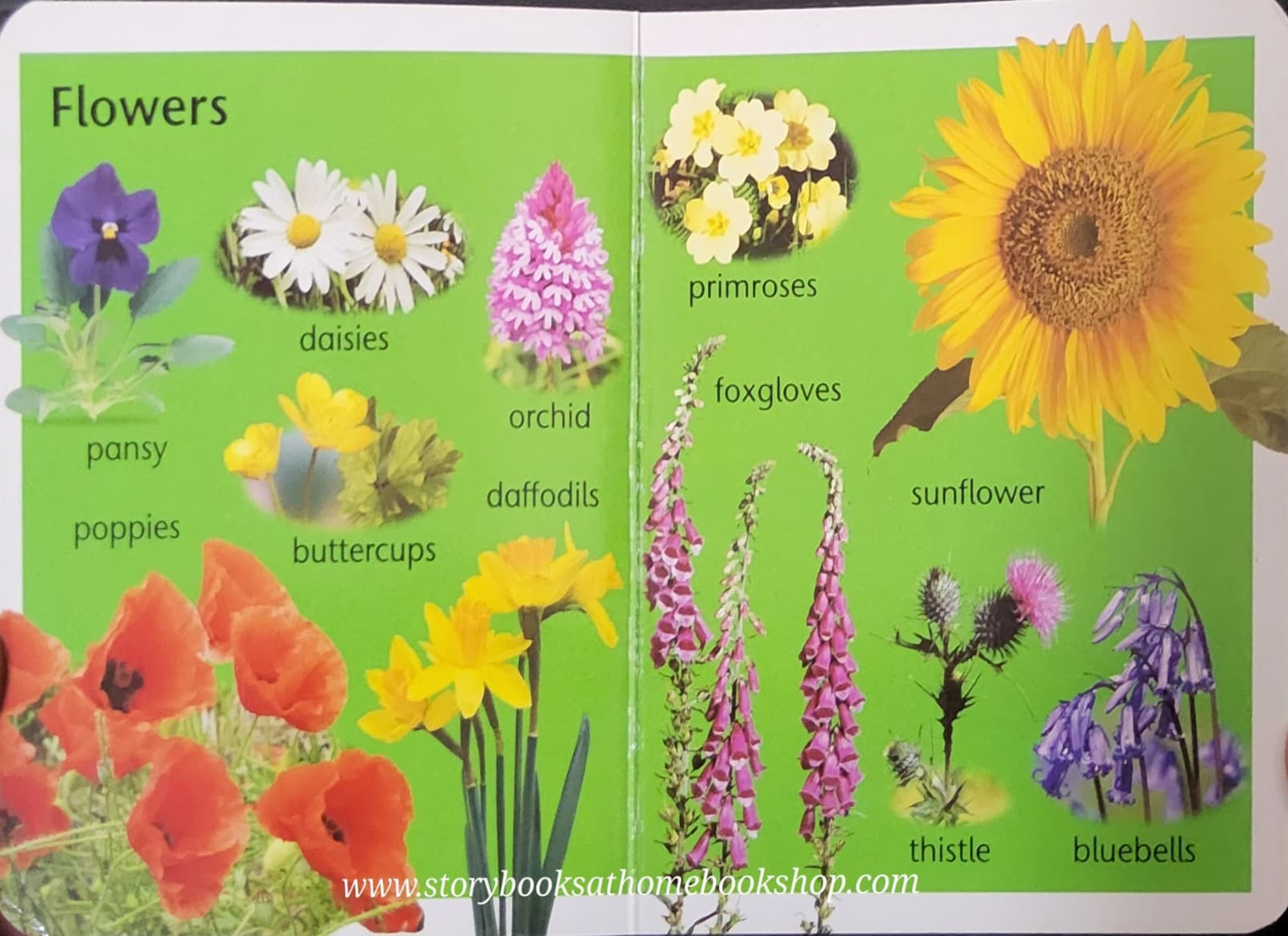 Board Book** 🍅🍓NATURE