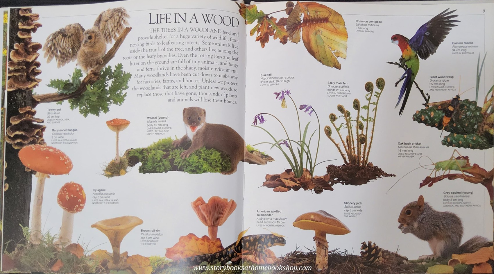 KNOWLEDGE BOOK ** 🍅🍓 LOOK CLOSER:WOODLAND (A close-up look at the natural world of woodland)