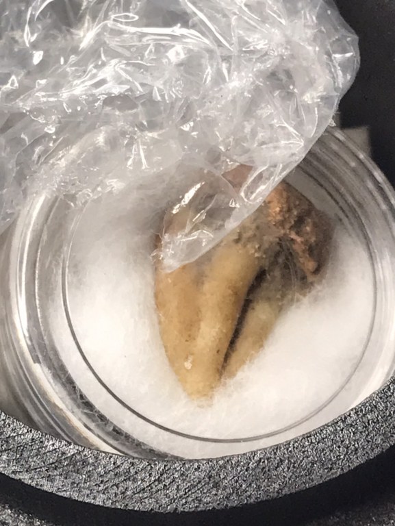 พระทันตธาตุ ครูบาเงิน วัดกอโชค จ.เชียงใหม่่ พระทันครูบาเงินนี้ ได้รับมาจากคุณอภิรักศ์ ท่านเป็น ผอ. โรงเรียนวัดท่ากาน อ.สันป่าตอง จ.เชียงใหม่ อายุ 52 ปี (บันทึก พ.ศ.2567) โดยได้รับมาจากคุณพ่อของท่าน ชื่อตานัน คุณตานัน เขียวคำ ท่านเสียเมื่อปี 2560