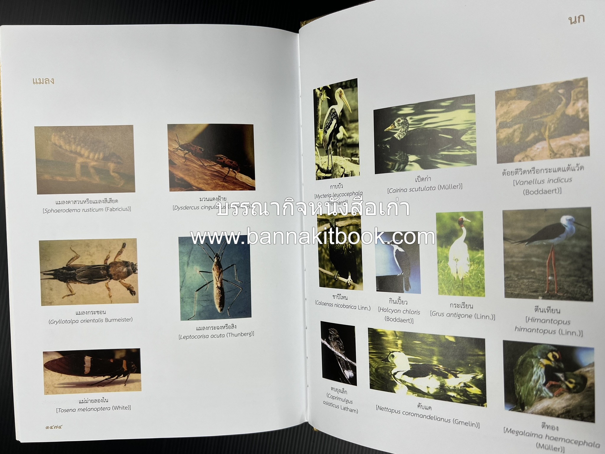 พจนานุกรม ฉบับราชบัณฑิตยสถาน พ.ศ. 2554 โดย : ราชบัณฑิตยสถาน.