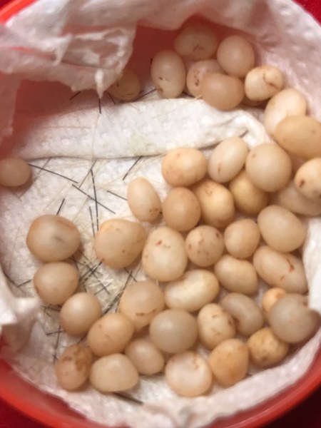 พระเกศาแลพระธาตุข้าวบิณฑ์ หลวงปู่ ครูบาชัยยะวงศา วัดพระพุทธบาทห้วยต้ม ชุดนี้ได้มาจากชาวกะเหรี่ยงรุ่นลูกละแวก วัดพระพุทธบาทห้วยต้ม เก็บมาสมัยคุณ พ่อ ตอนนี้คุณพ่อเจ้าของเดิมท่านสิ้นไป