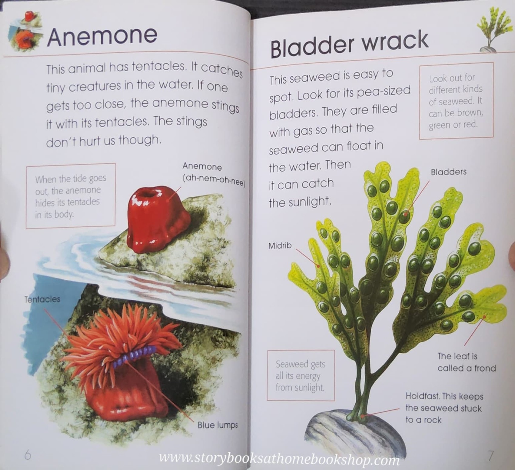 KNOWLEDGE BOOK** ♥️RSPB FIRST BOOK OF THE SEASHORE