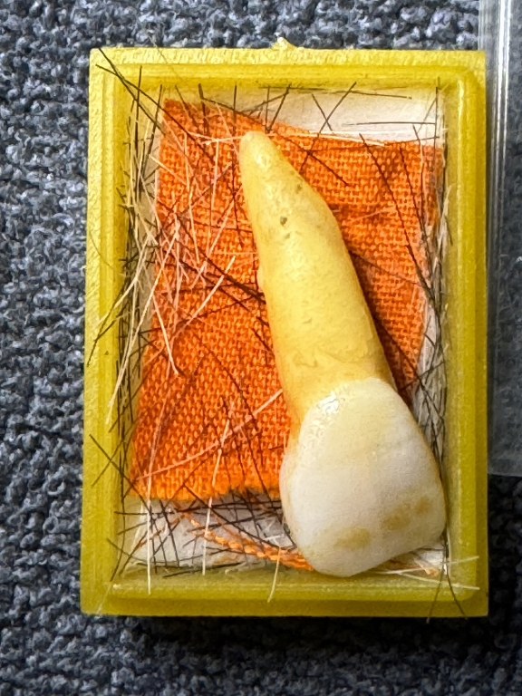 พระทันตธาตุ ครูบาฝ้าย วัดพระธาตุดอยตุง อ.แม่สาย จ.เชียงราย ได้มาจากดาบจรูญ อาศัยอยู่ที่ อ.แม่สาย จ.เชียงราย อายุ 68 ปี ปัจจุบันยังมีชีวิตอยู่ ดาบจรูญเป็นศิษย์ครูบาฝ้ายตั้งแต่ปี 2545 ดาบจรูญท่านได้พระทันตธาตุนี้มาเมื่อปี 2554