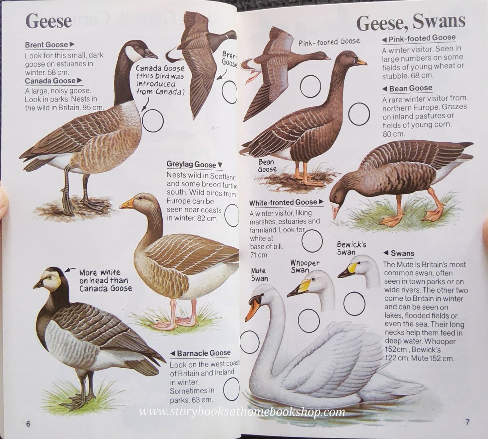 Knowledge Book** ð
ð
USBORNE SPOTTERS GUIDE: BIRDS