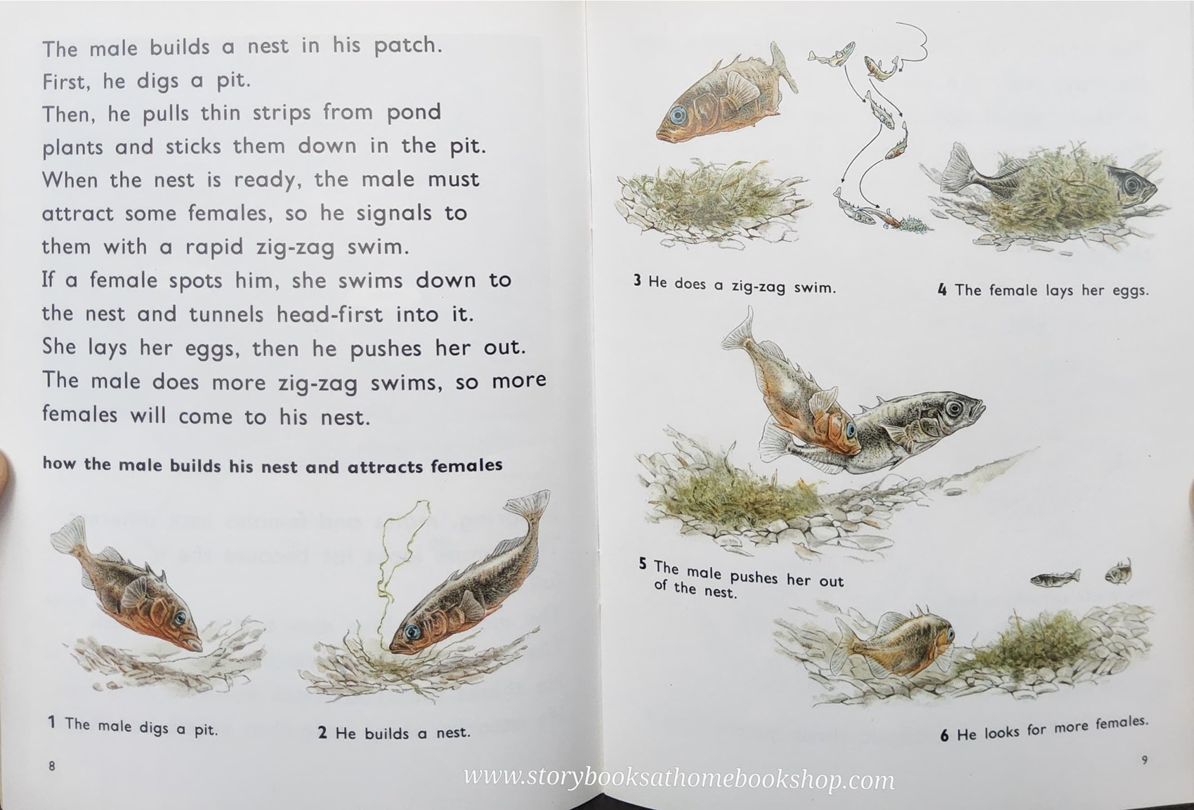 Knowledge Book** ð
ð
FUZZBUZZ FACTS: POND ANIMALS LEVEL2