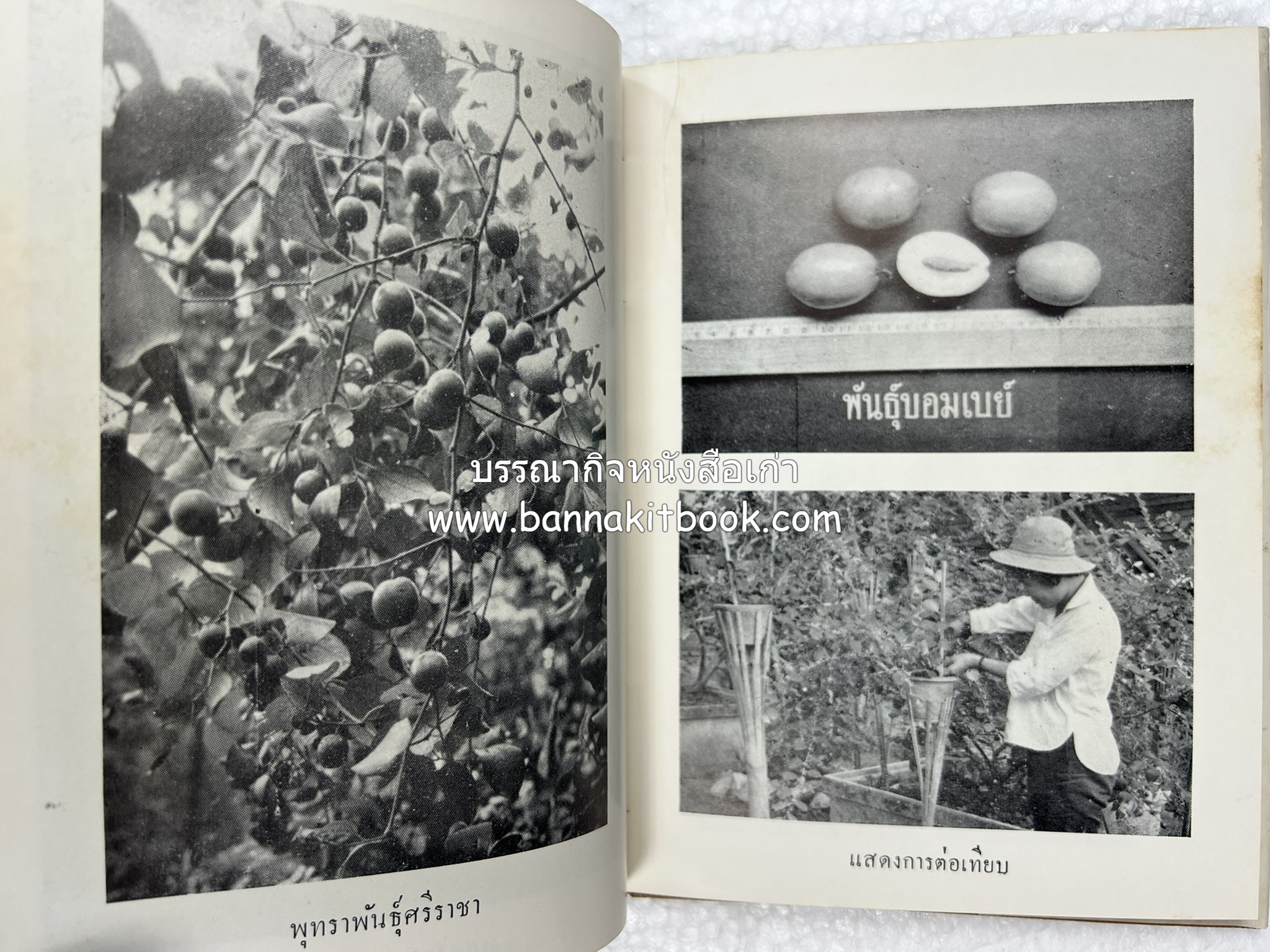 การเพาะปลูกพุทรา ตำราชุดเกษตรกรรม ของ หลวงบุเรศบำรุงการ.