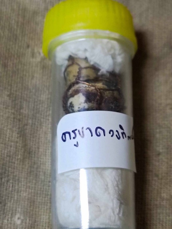 พระทันตธาตุ ครูบาดวงทิพย์ วัดสันป่ายาง อ.แม่แตง จ.เชียงใหม่ องค์นี้เจ้าของเดิมคือ พ่อหนานคำ เป็นหมอยารักษาแบบพื้นบ้านล้านนา เสียชีวิตแล้วเมื่อปี 2530 ต่อมาได้สืบทอดตกมาอยู่ที่จ่าณรงค์ เป็นตำรวจอยู่ อ.แม่แตง จ.เชียงใหม่ ปัจจุบันอายุ 58 ปี (พ.ศ.2566)