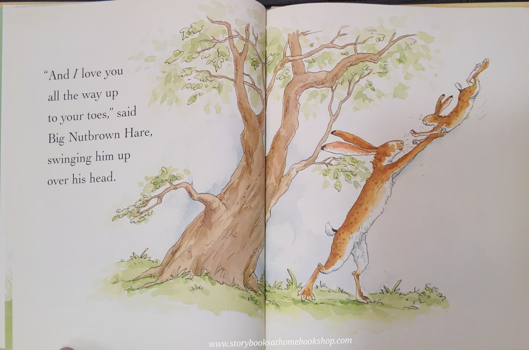 หนังสือนิทานปกแข็ง** 🍅 🍅GUESS HOW MUCH I LOVE YOU BY SAM McBrantney