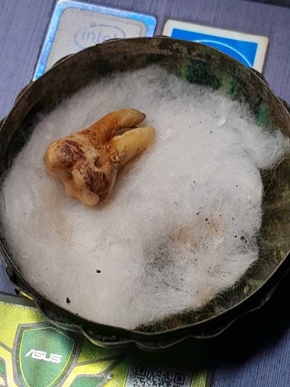 พระทันตธาตุครูบาคำมูล วัดพระบาทแม่ไทย อ.แม่ทะ จ.ลำปาง ได้มาจากครูบรรจง อายุ 92 ปี เสียชีวิตแล้วเมื่อมี 2565 ครูบรรจงเคยสอนที่โรงเรียนใน อ.แม่พริก จ.ลำปาง ครูบรรจงได้รับพระทันตธาตุครูบาคำมูลเมื่อปี 2532 โดยได้รับมาจากศิษย์ฯ ใกล้ชิดของครูบาคำมูล