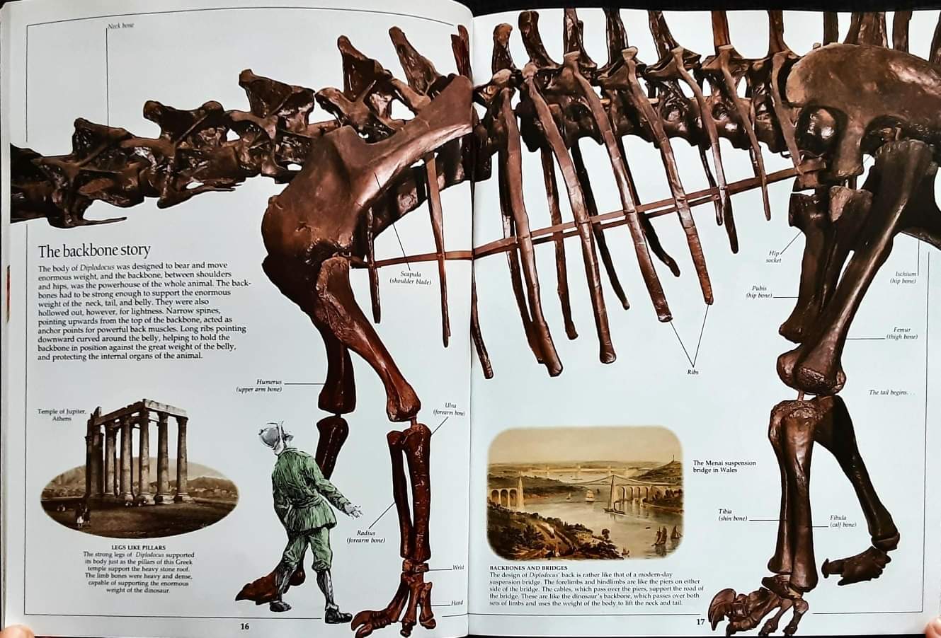 Knowledge Book หนังสือความรู้ ภาษาอังกฤษ 🍅🍓DK Eyewitness DINOSAUR/Used สภาพ 80-90%
