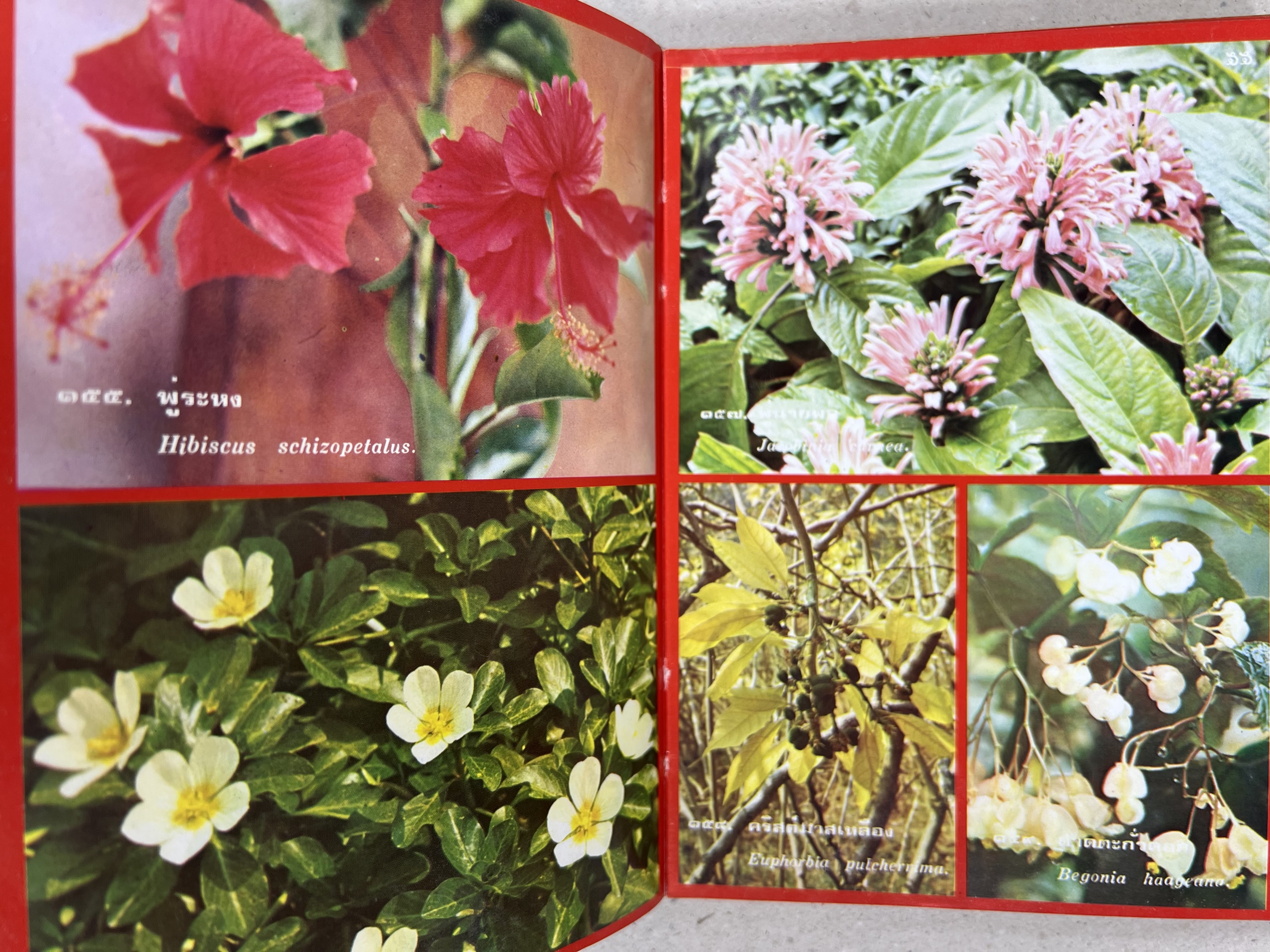 ดอกไม้เมืองไทย ชุดที่ 1-2 : คู่มือรู้จักดอกไม้โดยละเอียด พร้อมภาพสี 140 ภาพ โดย : วิชัย อภัยสุวรรณ (2 เล่มชุด).