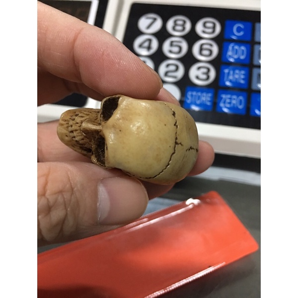 หัวกระโหลก จำลอง งานเรซิ่น ใช้ประกอบฉาก GK Resin Skeleton Skull