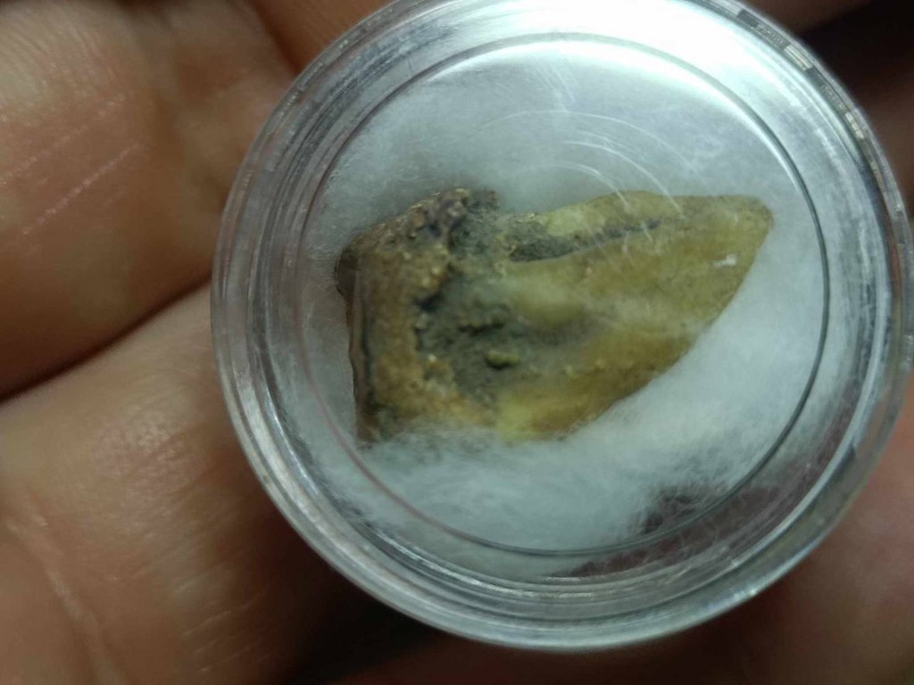 พระทันตธาตุ ครูบาเงิน วัดกอโชค จ.เชียงใหม่่ พระทันครูบาเงินนี้ ได้รับมาจากคุณอภิรักศ์ ท่านเป็น ผอ. โรงเรียนวัดท่ากาน อ.สันป่าตอง จ.เชียงใหม่ อายุ 52 ปี (บันทึก พ.ศ.2567) โดยได้รับมาจากคุณพ่อของท่าน ชื่อตานัน คุณตานัน เขียวคำ ท่านเสียเมื่อปี 2560