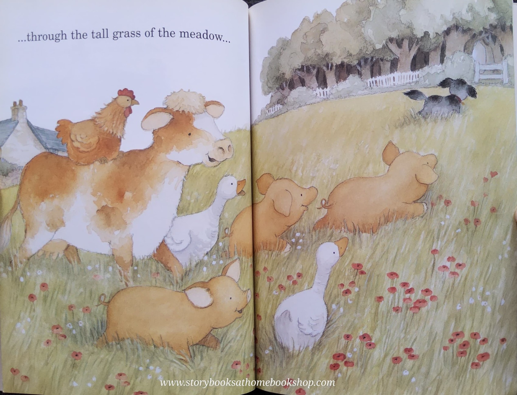 หนังสือนิทานปกอ่อน ** 🍅🍓 FERGUS'S BIG SPLASH