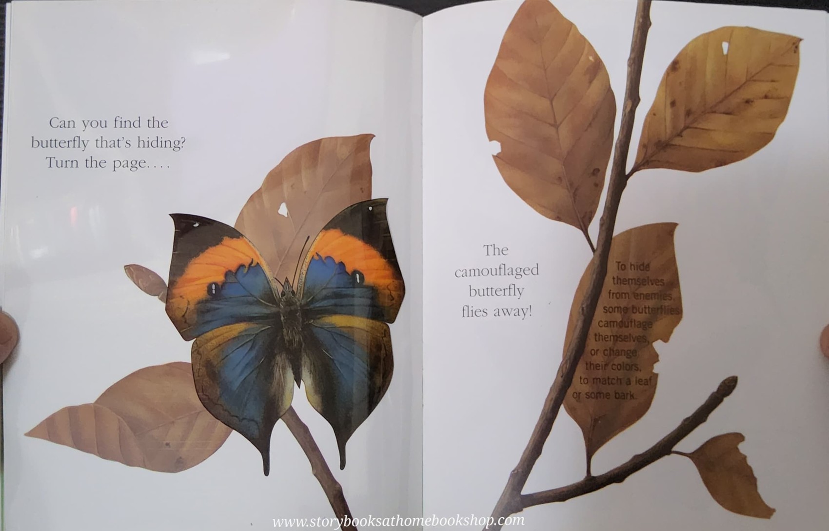 KNOWLEDGE BOOK WITH FEATURES TRANSPARENT PAGES** ð
ðBUTTERFLIES A FIRST DISCOVERY BOOK