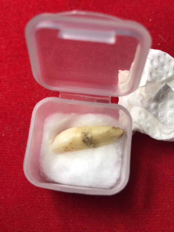 พระทันตธาตุครูบาอินทร์คำ วัดไชยสถาน อ.สารภี จ.เชียงใหม่ ได้มาจากพ่อหลวงชา ปัจจุบันอายุ 68 ปี (บันทึก พ.ศ.2566) อดีตผู้ใหญ่บ้าน ใน อ.แม่แตง จ.เชียงใหม่ พ่อหลวงชาเล่าว่าได้มาจากพ่อหนานทา อายุ 74 ปี เมื่อปี 2553