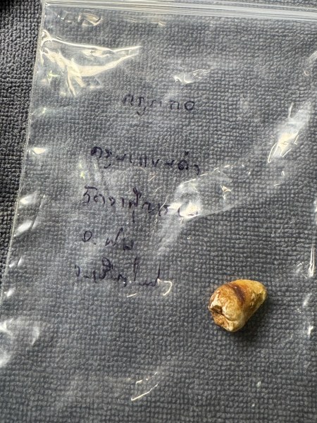 พระทันตธาตุ ครูบาแขนดำ หรือครูบากอ วัดวาฬุการาม อ.ฝาง จ.เชียงใหม่ ได้มาจากลุงอำนาจ อายุ 72 ปี อาชีพขายข้าวสาร ใน อ.เชียงดาว อ.ฝาง ทำสวนปลูกข้าวขาย ลุงอำนาจท่านเป็นลูกศิษย์ของครูบากอ ยามว่างท่านก็มาขับรถให้ครูบากอ ลุงอำนาจได้รับพระทันตธาตุมาให้ปี 2562