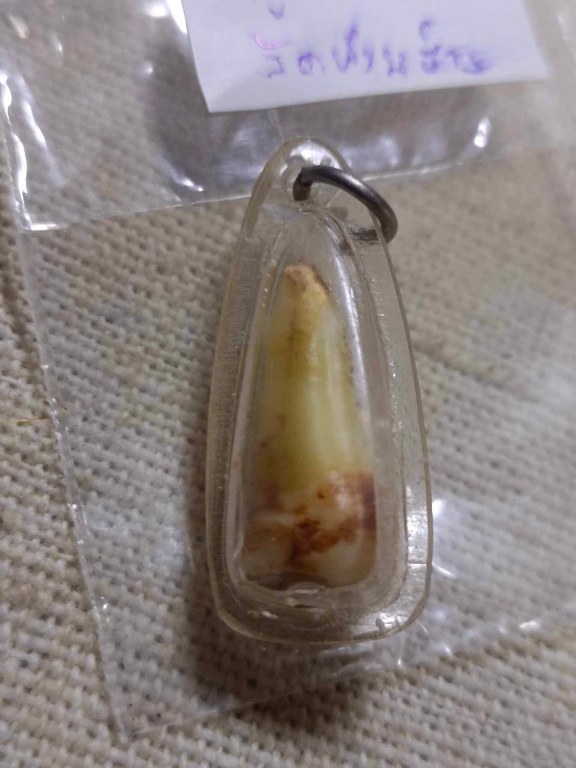 พระทันตธาตุ ครูบาสิงห็คำ วัดห้วยฮ่าง อ.แม่แตง จ.เชียงใหม่ ท่านมรณะภาพเมื่อปี 2555 อายุ 95 ปี ได้มาจากครูชาติชาย อดีตท่านเคยสอนอยู่ที่วิทยาลัยฝาง อ.ฝาง จ.เชียงใหม่ ครูชาติชาย ท่านอายุ 63 ปี เป็นคนบ้านห้วยฮ่าง ได้รับพระทันตธาตุนี้มาเมื่อปี 2551