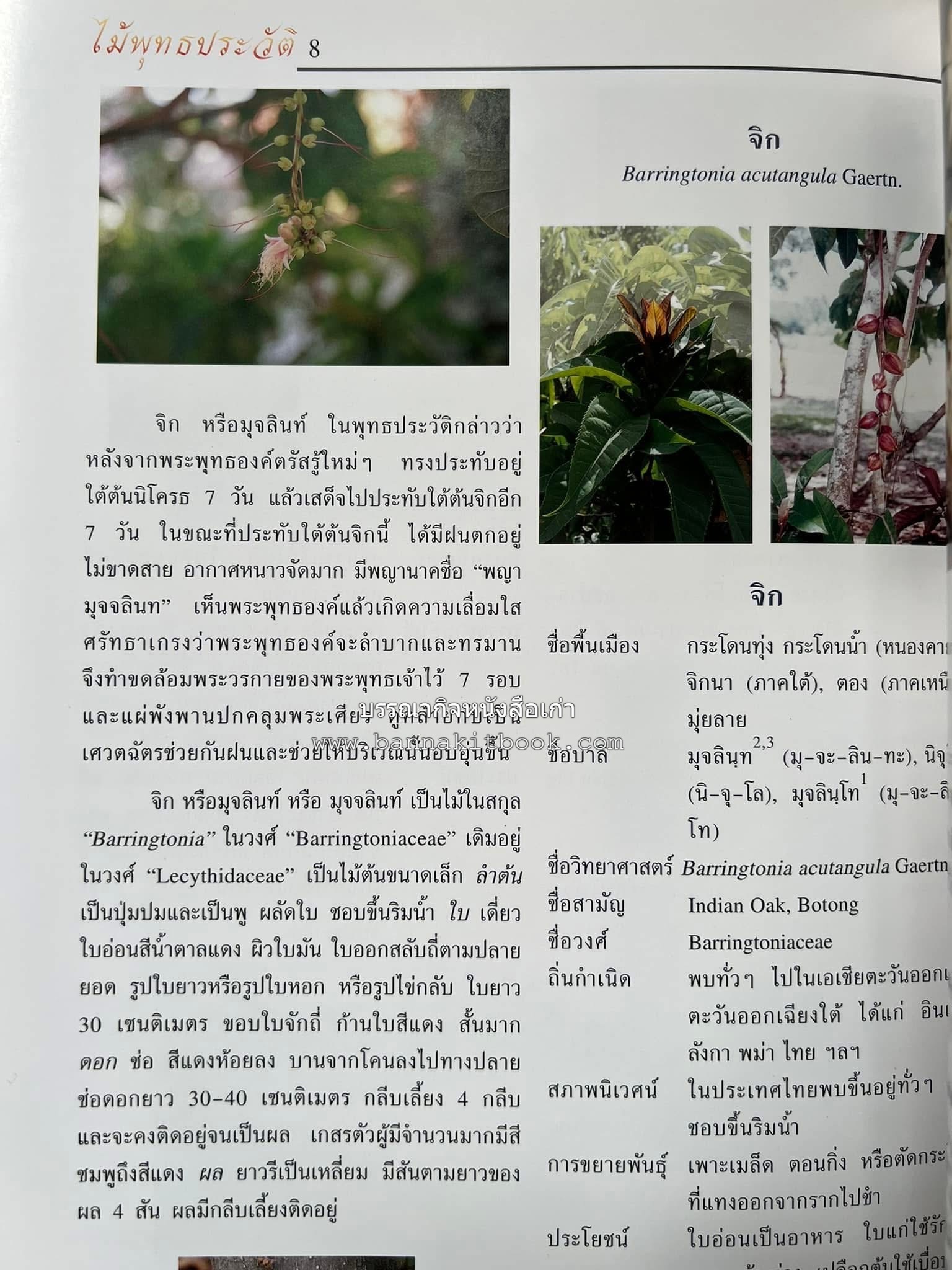 ไม้พุทธประวัติ โดย : ศาสตราจารย์กิตติคุณ ดร.พเยาว์ เหมือนวงษ์ญาติ ราชบัณฑิต ผู้เชี่ยวชาญเภสัชวิทยา และสมุนไพรไทย.
