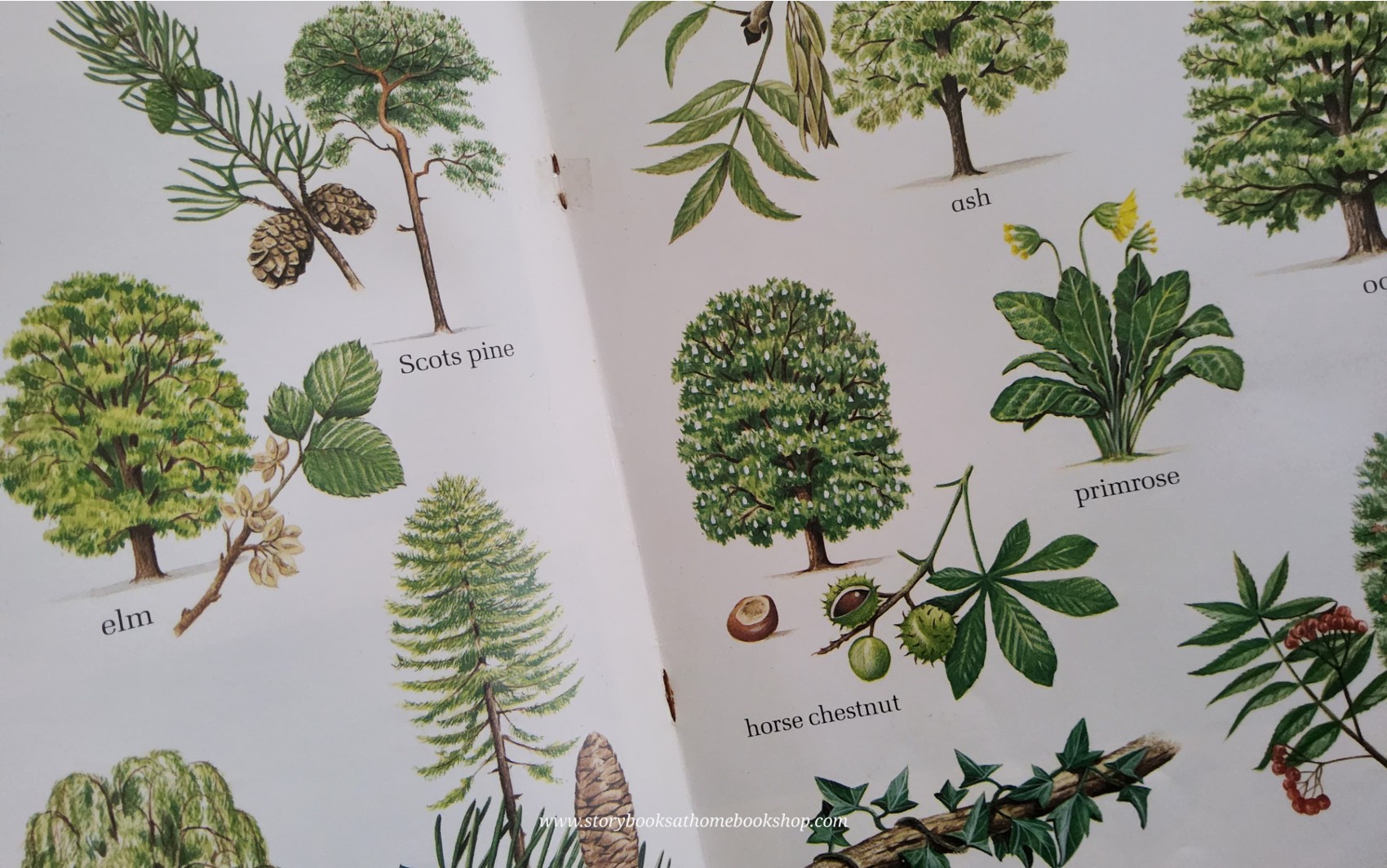 KNOWLEDGE BOOK** 🍓🍓 THE SAINSBURY'S BOOK OF WILDLIFE