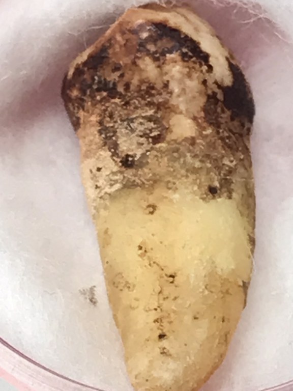 พระทันตธาตุ ครูบากันทา วัดวังจำปา อ.จอมทอง จ.เชียงใหม่ ได้มาจากลุงประสิทธิ์ อดีตนายอำเภอ เวียงหนองล่อง อายุ 74 ปี (บันทึกปี 2566) เล่าว่าได้มา จากพ่ออุดม อายุ 80 ปี ปัจจุบันเสียชีวิตแล้ว โดยได้มาจากอดีตรองเจ้าอาวาสวัดวังจำปา ในขณะนั้นประมาณปี 2537