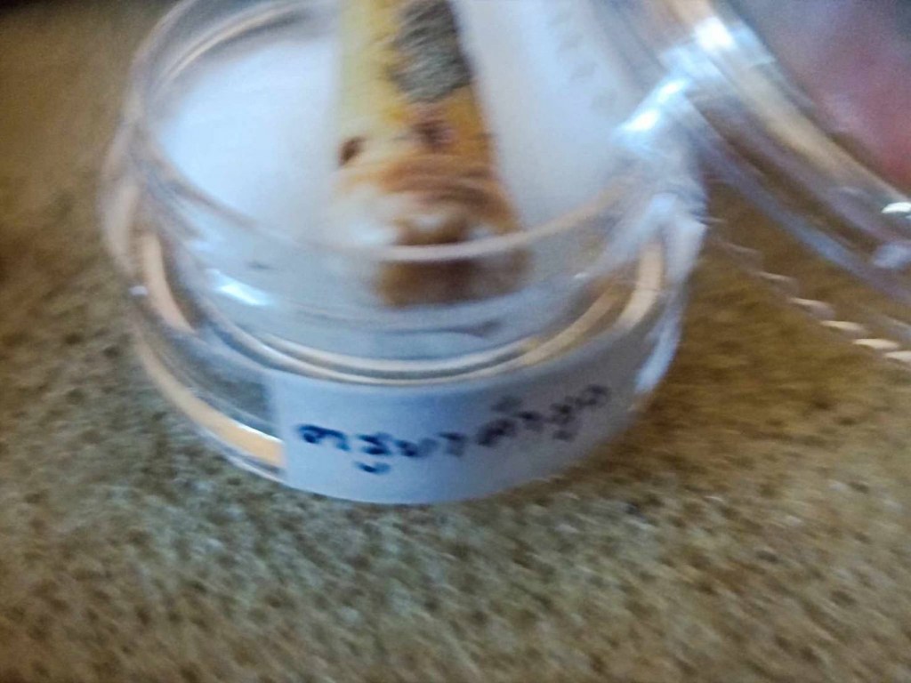 พระทันตธาตุ ครูบาคำมูล วัดศรีมงคล อ.แม่ทา จ.ลำพูน ได้มาจากปลัดประดิษฐ์ อายุ 63 ปี (บันทึก พ.ศ.2567) เคยเป็นปลัดฯ นายอำเภอ หลายพื้นที่ในจ.ลำพูน ปัจจุบันนี้อาศัยอยู่ อ.ป่าซาง ปลัดท่านได้มาจากลูกศิษย์ฯ ครูบาคำมูล ชื่อคุณต้อม เมื่อปี 2550