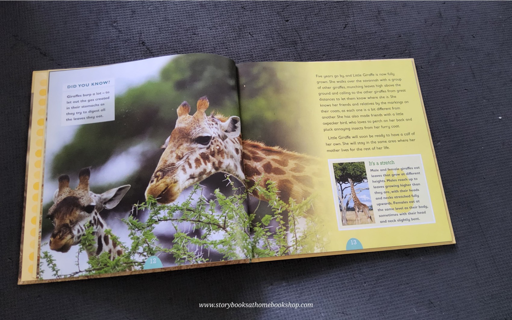 KNOWLEDGE BOOK** ♥️♥️ALL ABOUT ANIMAL:GIRAFFE