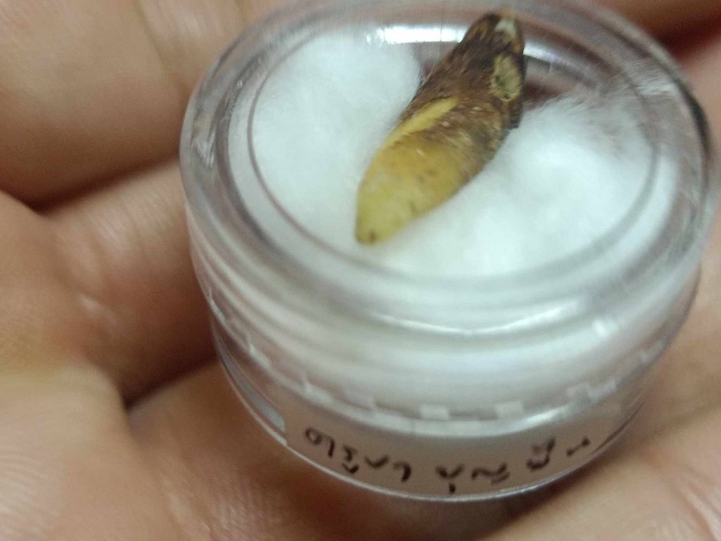 พระทันตธาตุ ครูบาบุญยืน วัดบ้านโฮ่งหลวง อ.บ้านโฮ่ง จ.ลำพูน พระทันตธาตุนี้ได้มาจากพ่อเขียว เป็นคนบ้านสันตับเต่า จ.ลำพูน พ่อเขียวอายุ 78 ปี (บันทึก พ.ศ.2567) ปัจจุบันยังมีชีวิตอยู่ ท่านเป็นกรรมการวัดบ้านโฮ่งหลวงในยุคนั้น ได้รับพระทันตธาตุมาเมื่อปี 2543