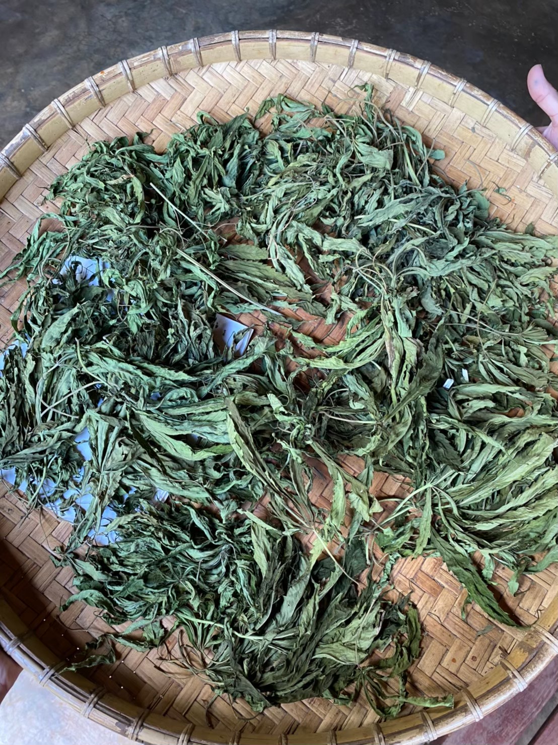 ชากัญชง