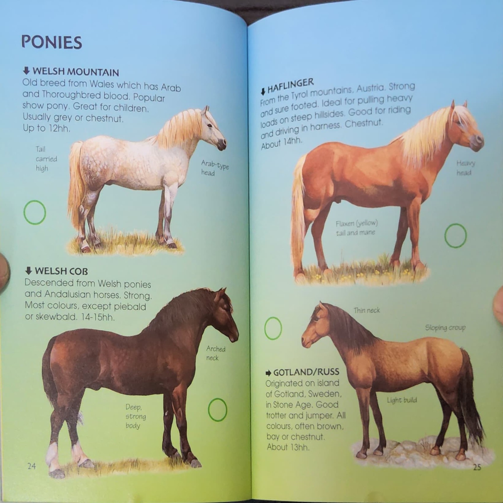 KNOWLEDGE BOOK** ð
ð
Usborne Spotter's Guide: HORSES&PONIES