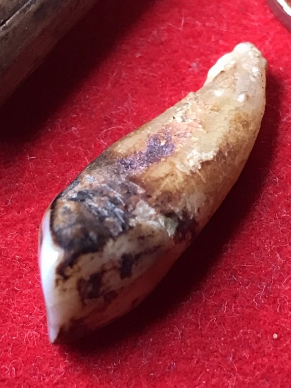 พระทันตธาตุ หวายเสก ครูบาบุุญญาภินันท์ วัดกำแพงงาม อ.หางดง จ.เชียงใหม่ เจ้าของเดิมคือหนานบุญ เสียชีวิตแล้วเมื่อปี 2548 พระทันตธาตุและหวายเสกนี้ ได้มาจากหลานหนานบุญ ชื่อปลั๊ก อายุ 33 ปี ปัจจุบันมีอาชีพ ขายผลไม้ในตลาดแม่วาง จ.เชียงใหม่