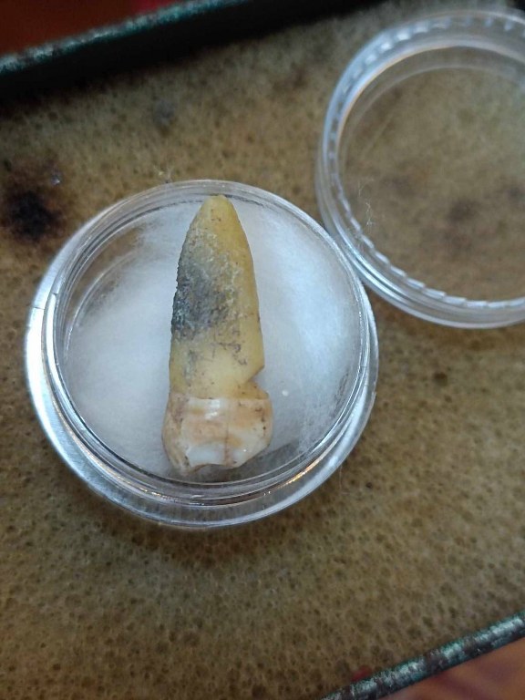 พระทันตธาตุ ครูบาคำมูล วัดศรีมงคล อ.แม่ทา จ.ลำพูน ได้มาจากปลัดประดิษฐ์ อายุ 63 ปี (บันทึก พ.ศ.2567) เคยเป็นปลัดฯ นายอำเภอ หลายพื้นที่ในจ.ลำพูน ปัจจุบันนี้อาศัยอยู่ อ.ป่าซาง ปลัดท่านได้มาจากลูกศิษย์ฯ ครูบาคำมูล ชื่อคุณต้อม เมื่อปี 2550