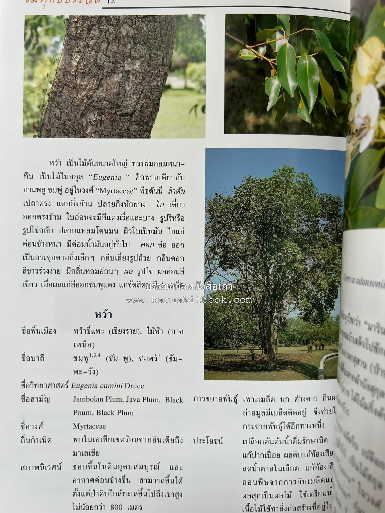 ไม้พุทธประวัติ โดย : ศาสตราจารย์กิตติคุณ ดร.พเยาว์ เหมือนวงษ์ญาติ ราชบัณฑิต ผู้เชี่ยวชาญเภสัชวิทยา และสมุนไพรไทย.