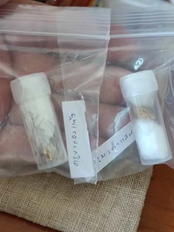 พระทันตธาตุครูบาคำแสน วัดป่าดอนมูล จ.เชียงใหม่ ได้มาจากกำนันคำ อดีตกำนันบ้านปากกอง อ.สารภี จ.เชียงใหม่ ปัจจุบันอายุ 86 ปี กำนันคำจะมีคนคอยหาวัตถุมงคลให้ ชื่อว่าลุงสมควร ปัจจุบันเสียชีวิตแล้ว ถ้ามีชีวิตอยู่ถึงปัจจุบันน่าจะมีอายุประมาณ 70 ปี