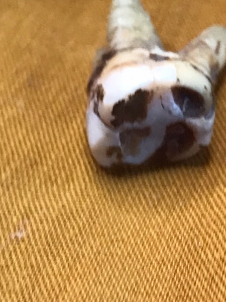 ทันตธาตุหลวงปู่ครูบาชัยยะวงศา พร้อมผ้าจีวรและพระธาตุข้าวบิณฑ์