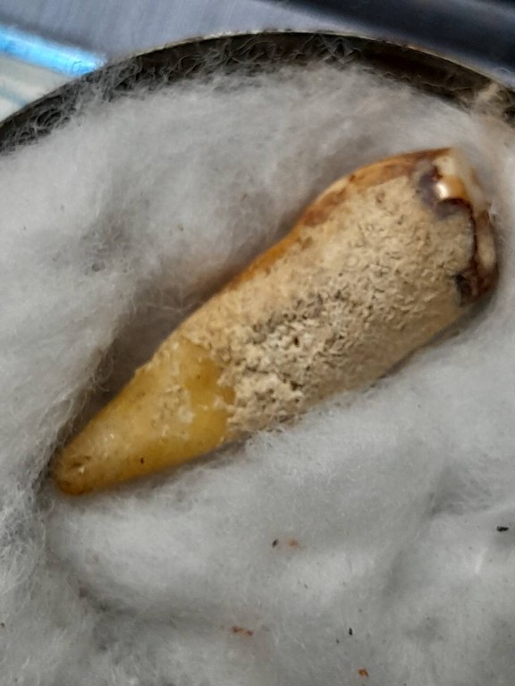 พระทันตธาตุ ครูบาอินตา วัดกู่คำ จ.ลำปาง ได้มาจากพ่อหนานชัย อายุ 75 ปี ปัจจุบันยังมีชีวิตอยู่ (บันทึก พ.ศ.2567) หากว่างจากรับใช้ครูบาอินตา ลุงหนานชัยก็จะไปขายล็อตเตอรี่ ใน อ.เมือง จ.ลำปาง ท่านได้พระทันตธาตุครูบาอินตามาเมื่อปี 2557