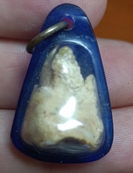 พระทันตธาตุ ครูบาปัน วัดแม่ยะ จ.ตาก ได้มาจากคุณลุงประชา อายุ 74 ปี ยังมีชีวิตอยู่ (บันทึก พ.ศ.2567) เคยสอนโรงเรียนตากพิทยาคมและย้ายไปสอนใน จ.ตาก คุณลุงประชา ได้สืบทอดพระทันตธาตุ มาจากคุณพ่อประสิทธิ์ อายุ 90 กว่าปี ปัจจุบันเสียชีวิตแล้ว เมื่อปี 2548