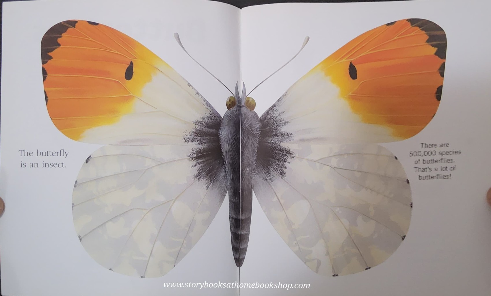KNOWLEDGE BOOK WITH FEATURES TRANSPARENT PAGES** ð
ðBUTTERFLIES A FIRST DISCOVERY BOOK