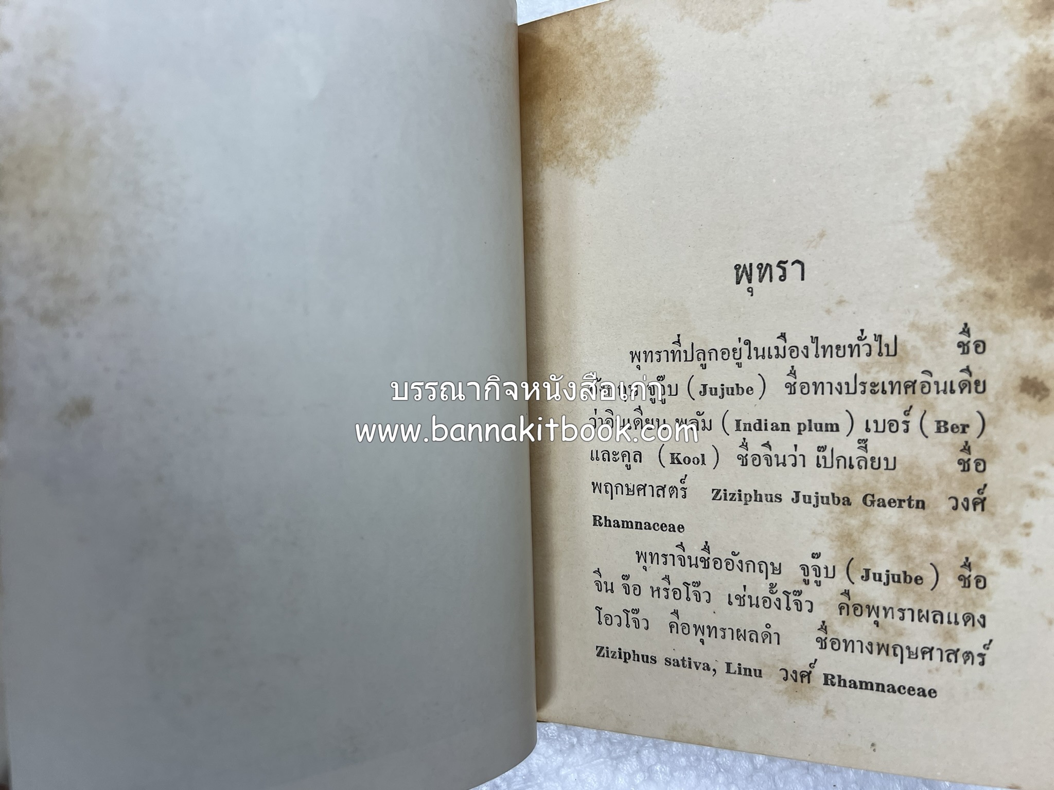 การเพาะปลูกพุทรา ตำราชุดเกษตรกรรม ของ หลวงบุเรศบำรุงการ.