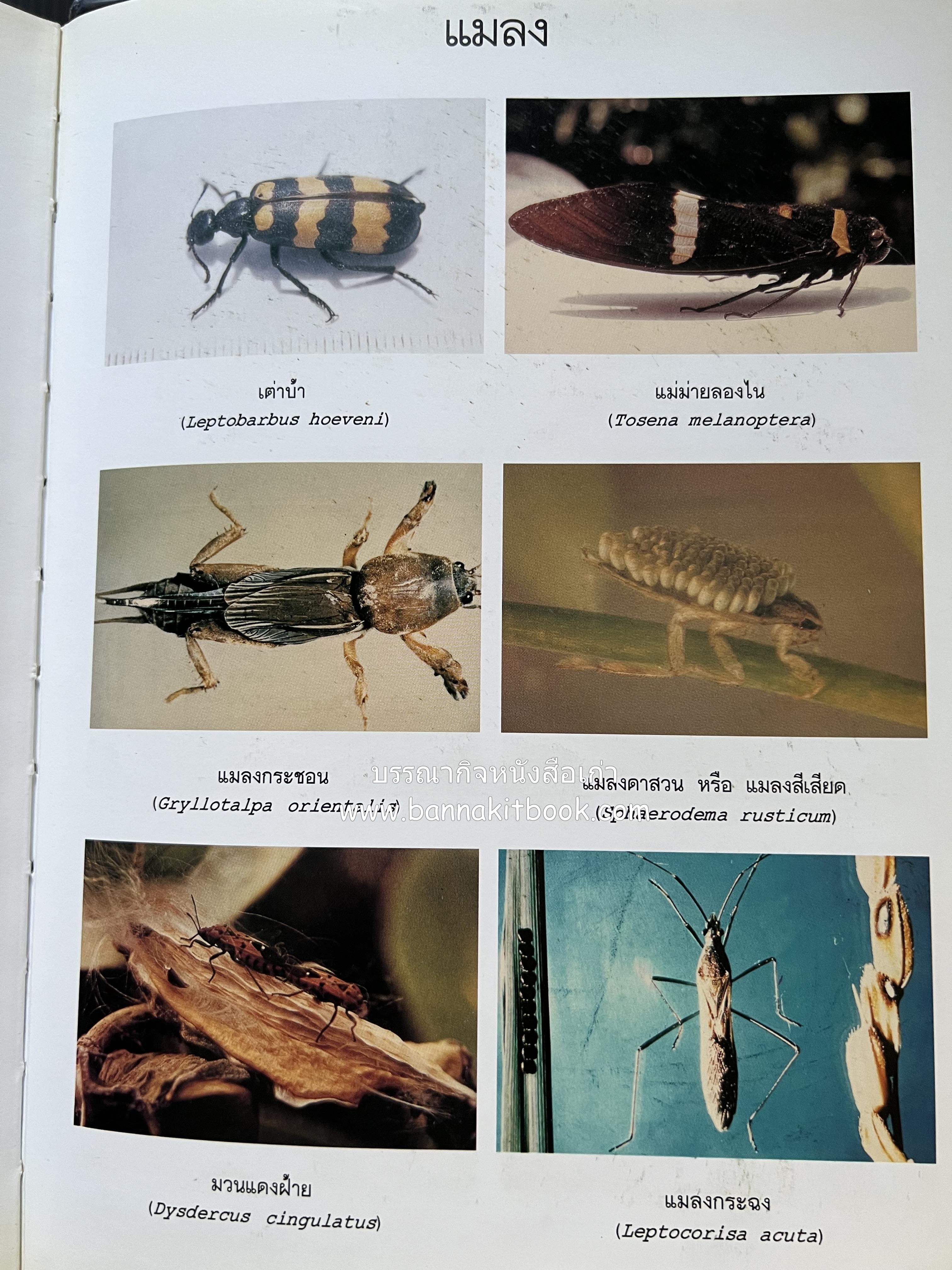 พจนานุกรม ฉบับราชบัณฑิตยสถาน พ.ศ. 2542 โดย : ราชบัณฑิตยสถาน.