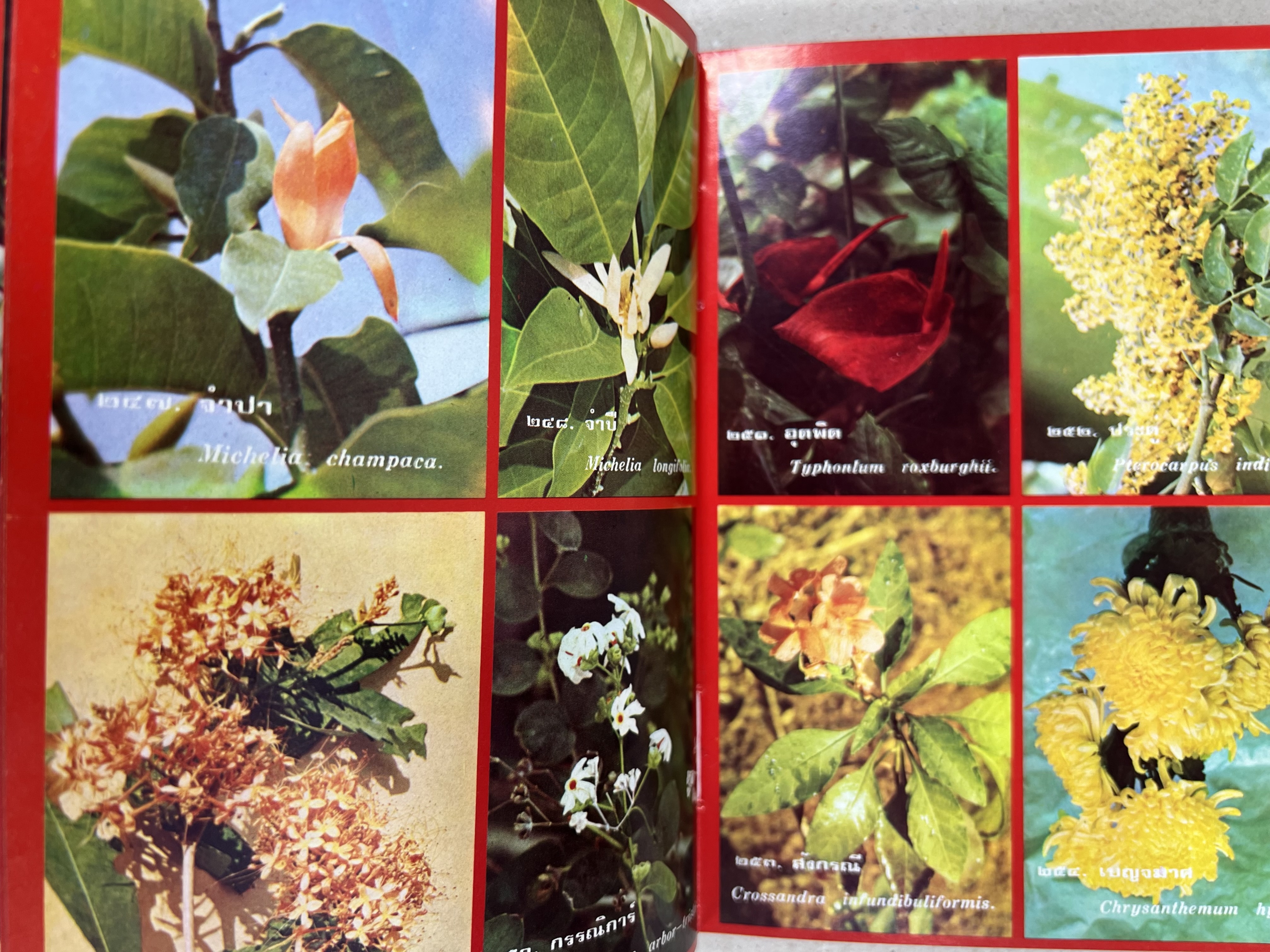 ดอกไม้เมืองไทย ชุดที่ 1-2 : คู่มือรู้จักดอกไม้โดยละเอียด พร้อมภาพสี 140 ภาพ โดย : วิชัย อภัยสุวรรณ (2 เล่มชุด).
