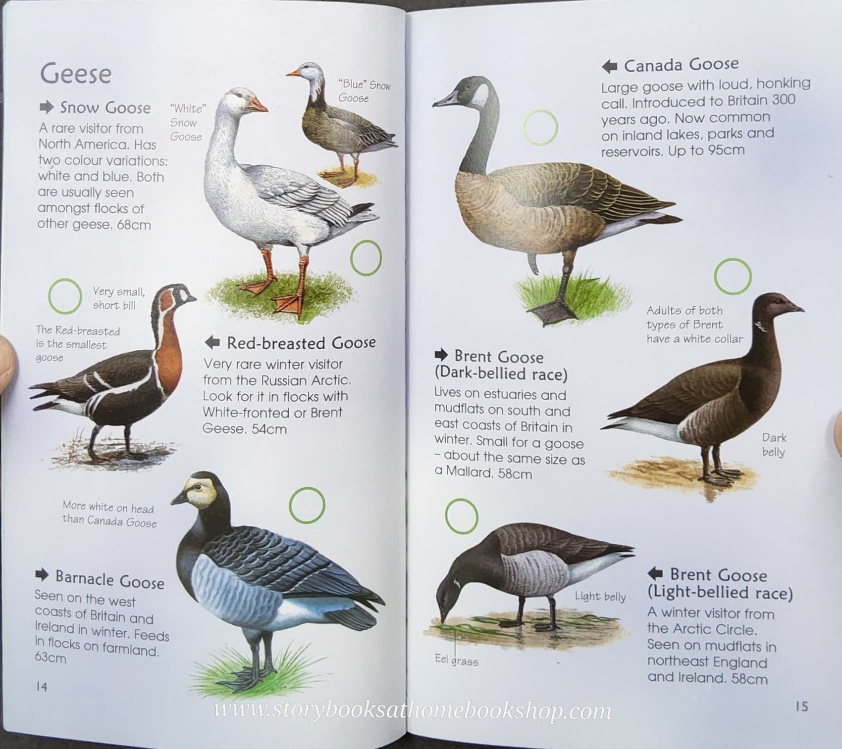 Knowledge Book** ð
ð
Usborne Spotter's Guide SEA&FRESHWATER BIRDS