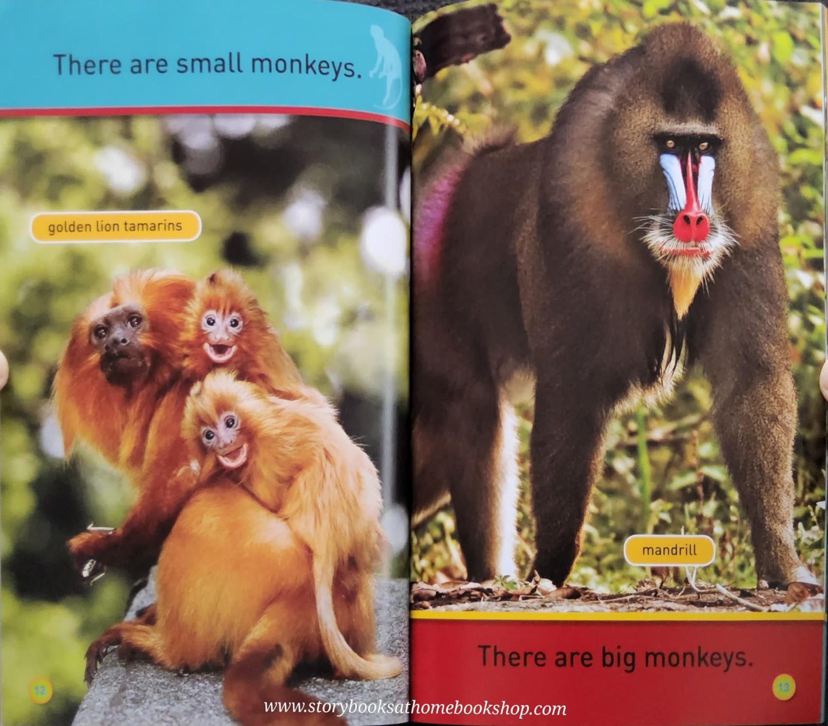 Knowledge Book ** ððNATIONAL GEOGRAPHIC KIDS:HANG ON,MONKEY! LEVEL1