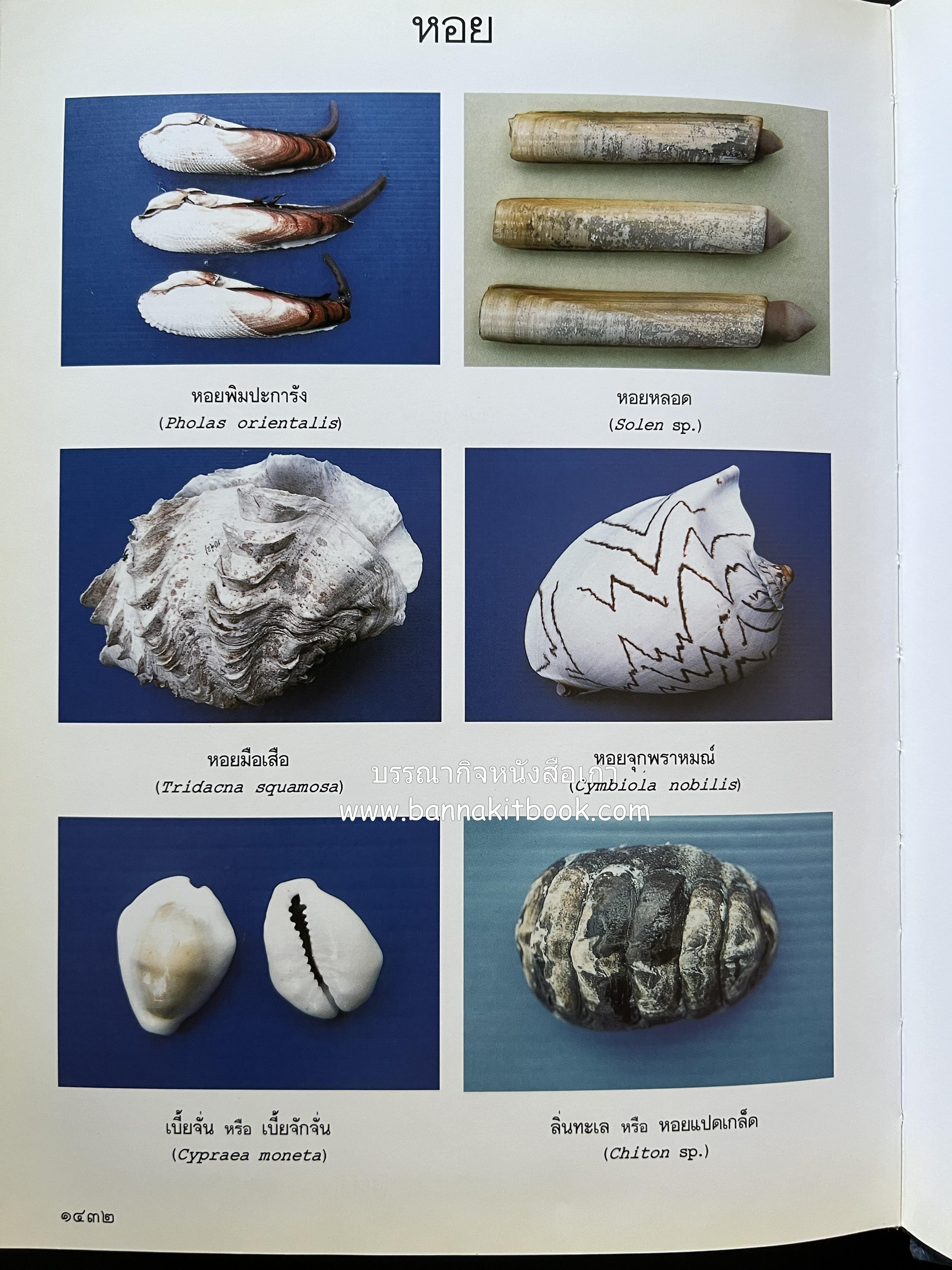 พจนานุกรม ฉบับราชบัณฑิตยสถาน พ.ศ. 2542 โดย : ราชบัณฑิตยสถาน.