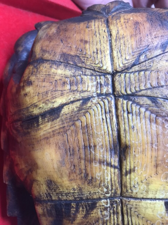 กระดองเต่า มีรอยจาร ครูบาชัยยะวงศา วัดพระพุทธบาทห้วยต้ม จ,ลำพูน ได้มาจากหนานป๋อง อายุ 64 ปี เคยบวชรับใช้ครูบาวงศ์ สึกเมื่อปี 2553 สึกออกมาเป็นฆาราวาส อาศัยอยู่ที่บ้านป่าไผ่ อ.ลี้ ได้รับของหลายชิ้นมาจากครูบาวงศ์ หลวงปู่เสกให้ในกุฏิ มอบให้หนานป๋อง