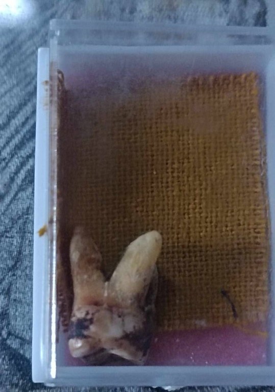 พระทันตธาตุ และผ้ายันต์เมตตา ค้าขายดี ครูบาจันต๊ะ วัดหนองช้างคืน จ.ลำพูน เจ้าของเดิมชื่อลุงวิทย์ เมื่อก่อนอาศัยอยู่ข้าง ๆ วัดหนองช้างคืน เป็นลูกศิษย์ยุคต้น ๆ รับใช้ครูบามา 6-7 ปี ระหว่างปี 2538 - 2545 ปัจจุบันอายุ 73 ปี