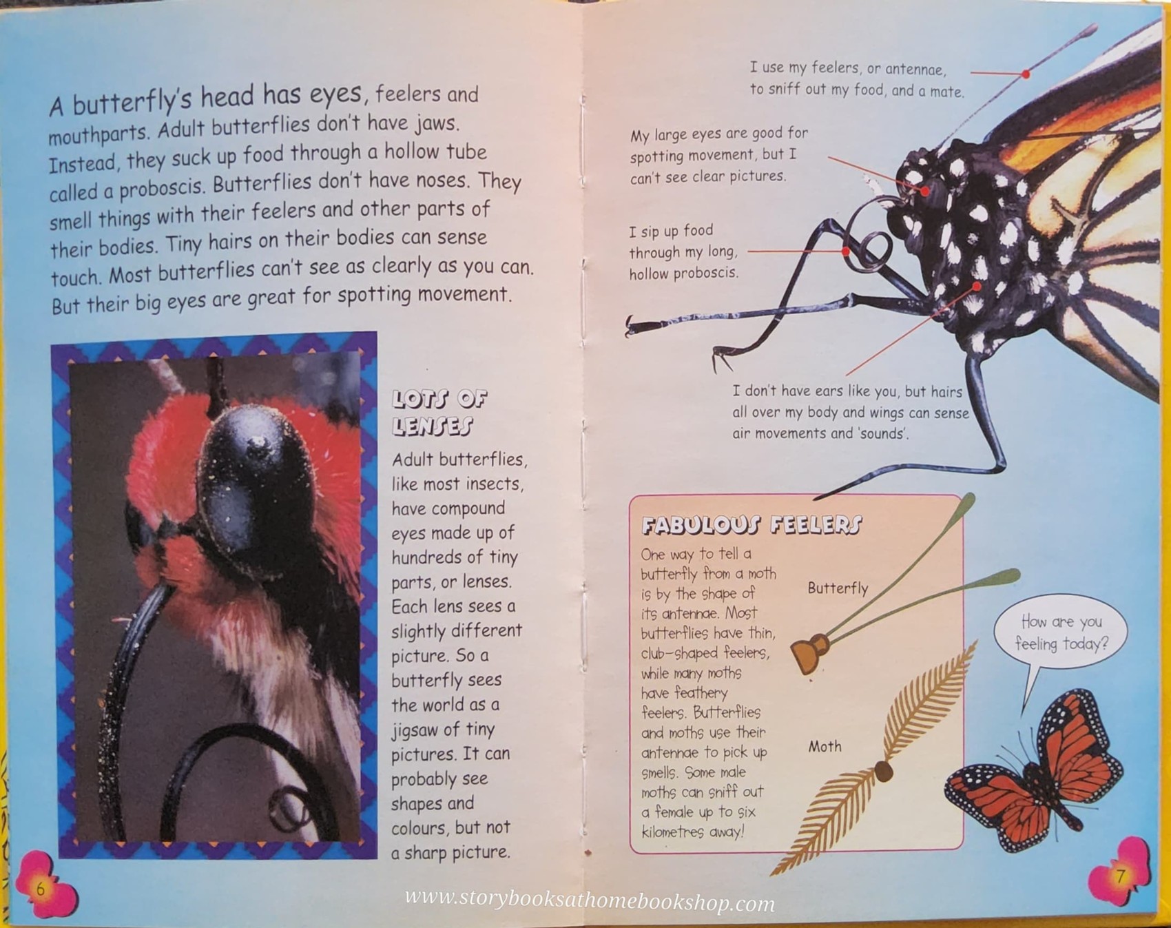 KNOWLEDGE BOOK ** 🍅🍓MY ANIMAL KINGDOM:ALL ABOUT BUTTERFLIES